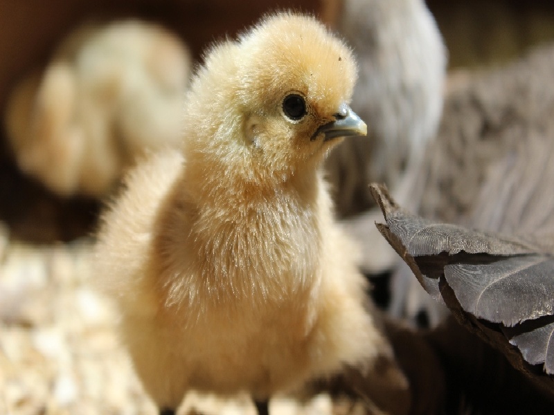 贵阳泌乳素偏高 做试管（试管乳房周围凸起）